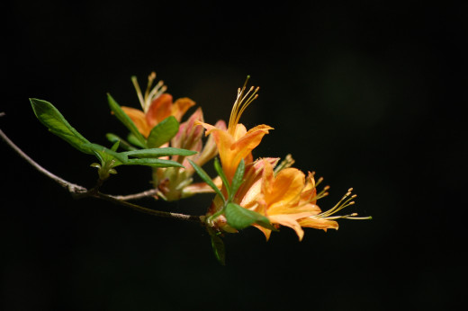 612565 (a): :3008x2000